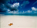Playa paradiso with starfish
